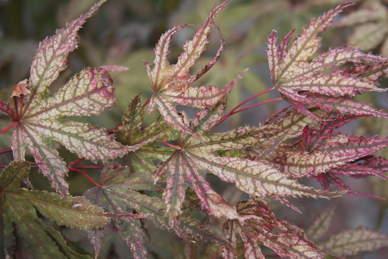 Acer palmatum 'Amagi Shigure' Japanese Maple