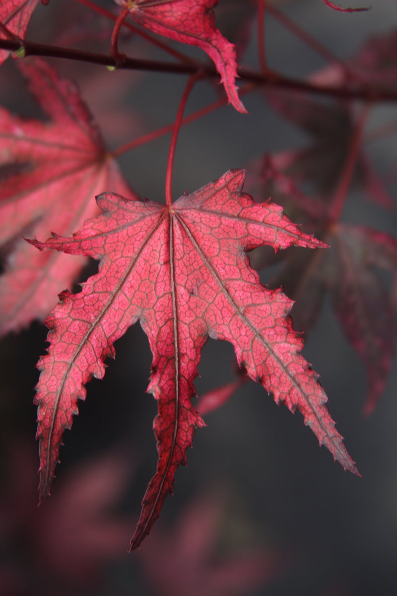 Acer palmatum 'Amagi Shigure' Japanese Maple