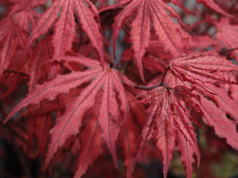 Acer palmatum 'Amagi Shigure' Japanese Maple