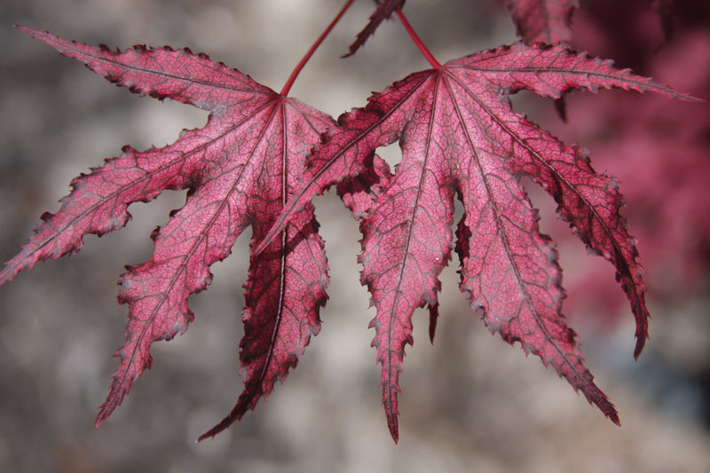 Acer palmatum 'Amagi Shigure' Japanese Maple