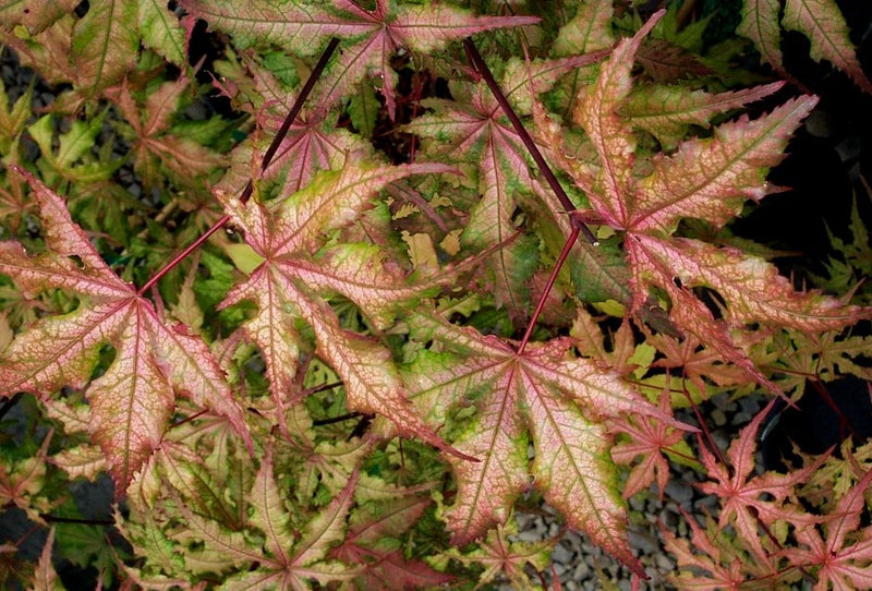 Acer palmatum 'Amber Ghost' Japanese Maple