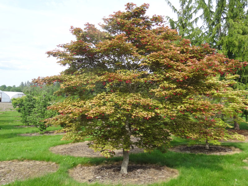 Acer palmatum 'Amber Ghost' Japanese Maple