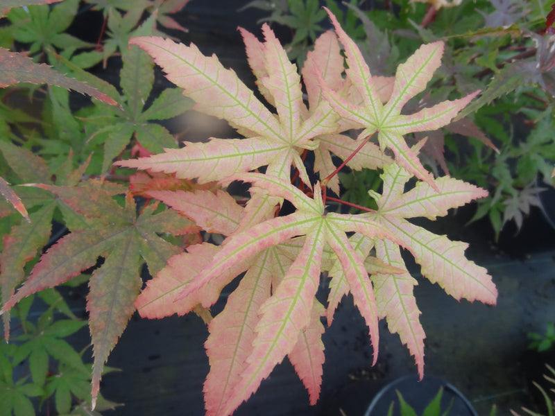 Acer palmatum 'Amber Ghost' Japanese Maple