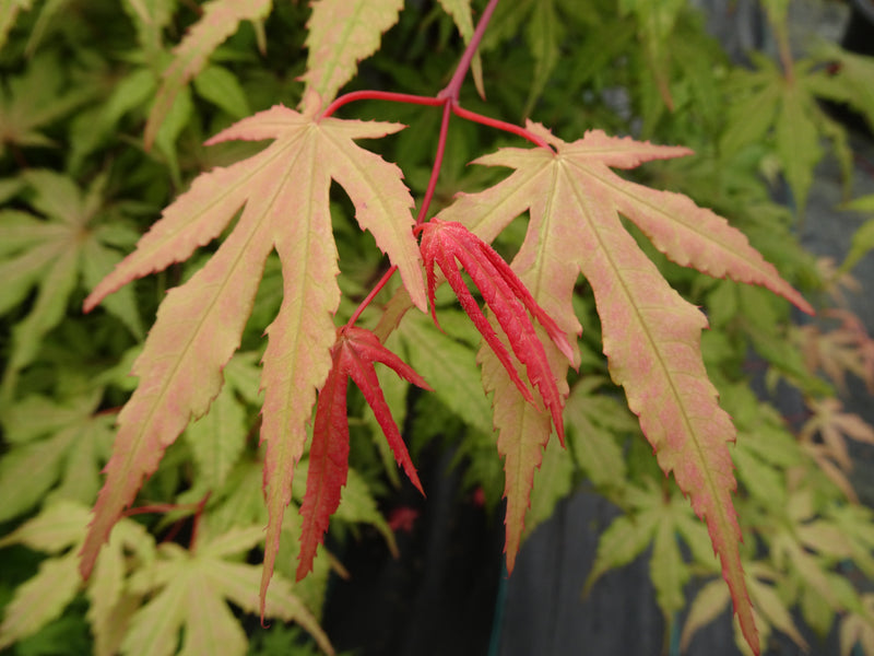 Acer palmatum 'Amber Ghost' Japanese Maple