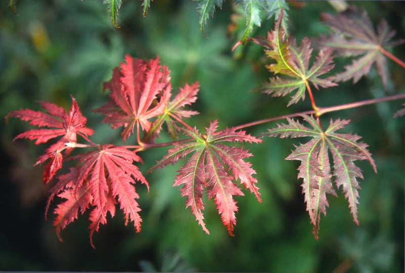 Acer palmatum 'Ariadne' Japanese Maple