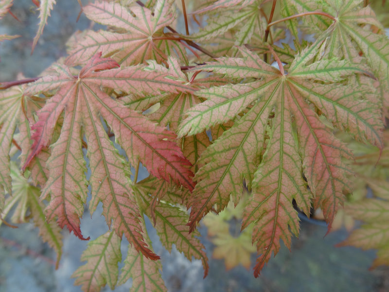 Acer palmatum 'Ariadne' Japanese Maple