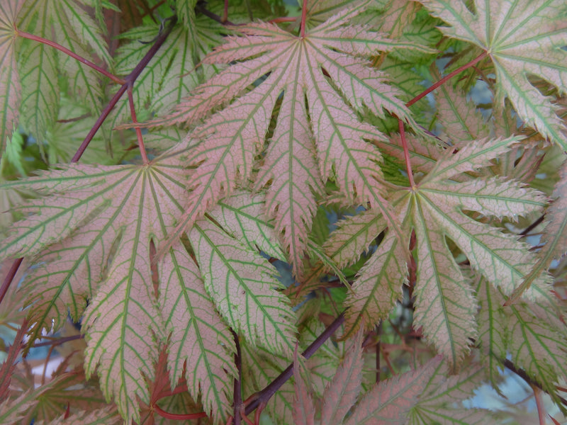 Acer palmatum 'Ariadne' Japanese Maple