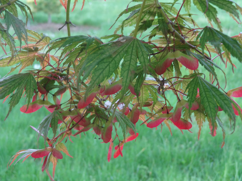 Acer palmatum 'Ariadne' Japanese Maple