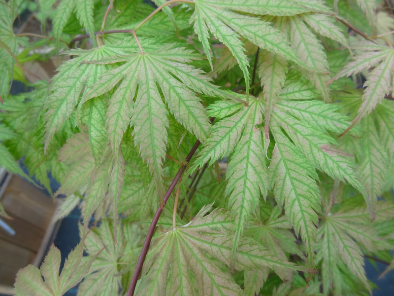 Acer palmatum 'Ariadne' Japanese Maple