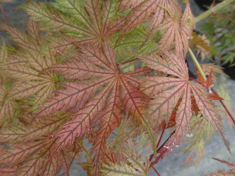 Acer palmatum 'Ariadne' Japanese Maple