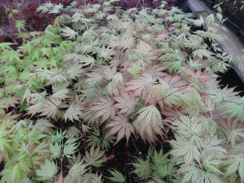 Acer palmatum 'Ariadne' Japanese Maple