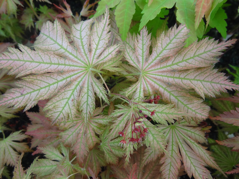 Acer palmatum 'Ariadne' Japanese Maple