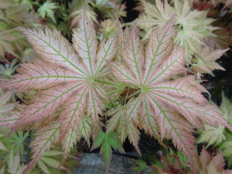Acer palmatum 'Ariadne' Japanese Maple