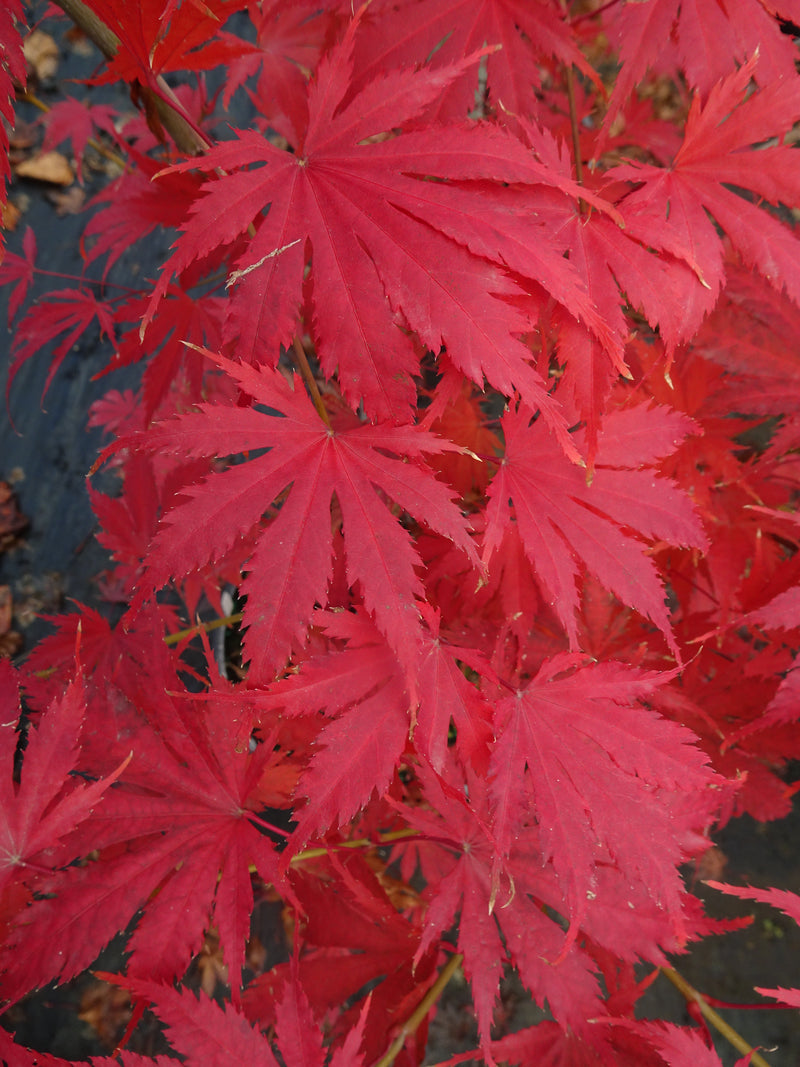 Acer palmatum 'Ariadne' Japanese Maple