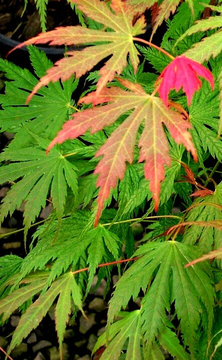 Acer palmatum 'Ariadne' Japanese Maple