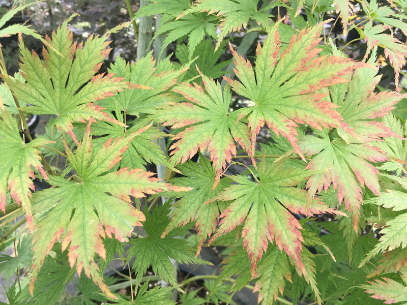 Acer palmatum 'Ariadne' Japanese Maple