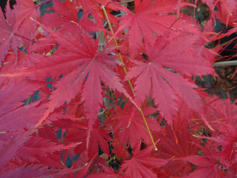 Acer palmatum 'Ariadne' Japanese Maple