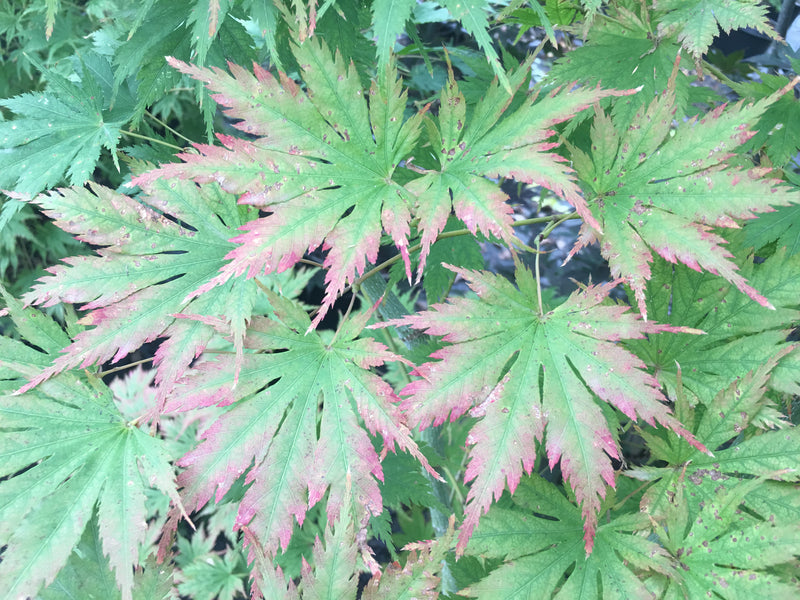 Acer palmatum 'Ariadne' Japanese Maple