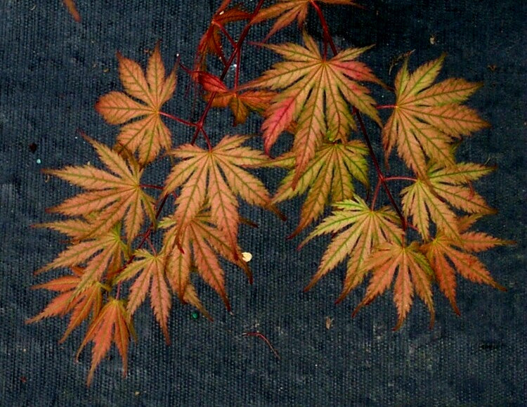 Acer palmatum 'Ariadne' Japanese Maple