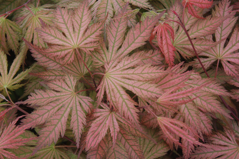 Acer palmatum 'Ariadne' Japanese Maple