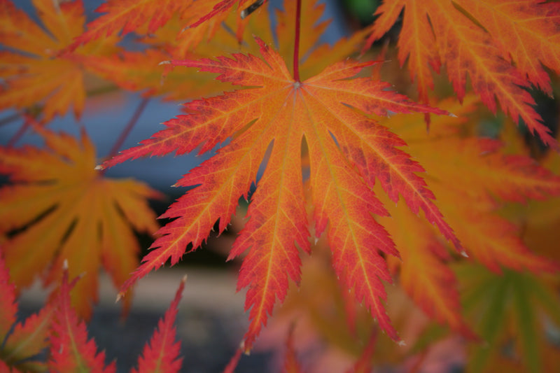 Acer palmatum 'Ariadne' Japanese Maple