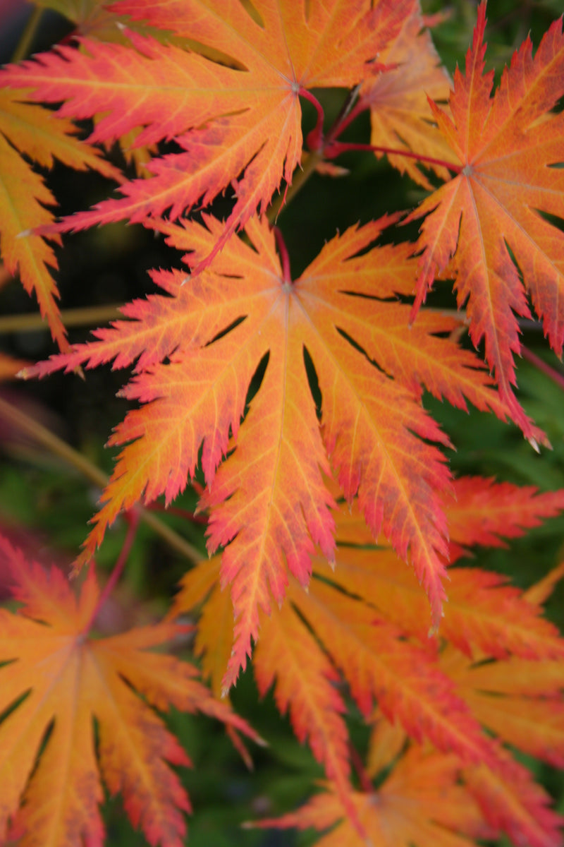 Acer palmatum 'Ariadne' Japanese Maple
