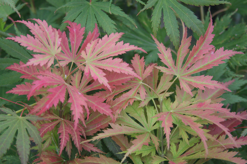 Acer palmatum 'Ariadne' Japanese Maple