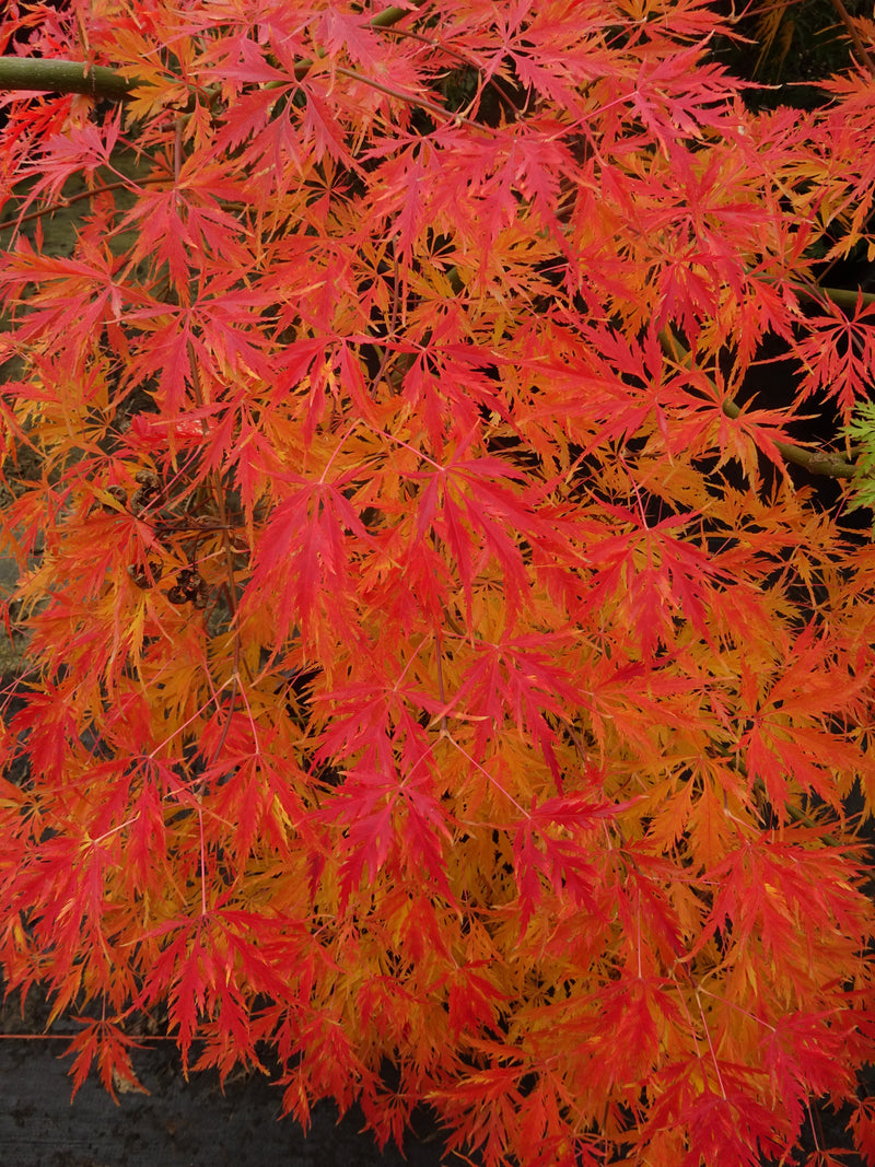 Acer palmatum 'Asayake' Dwarf Japanese Maple