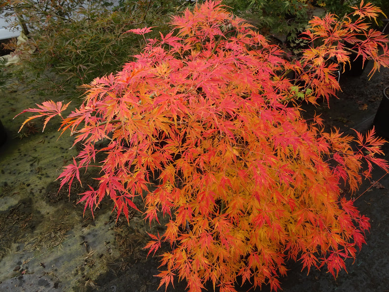 Acer palmatum 'Asayake' Dwarf Japanese Maple