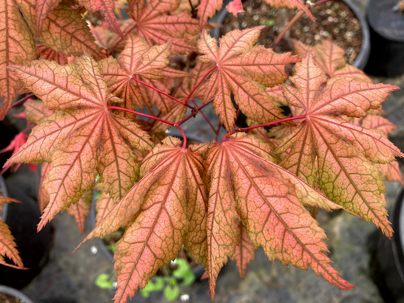 Acer palmatum 'Baby Ghost' Japanese Maple