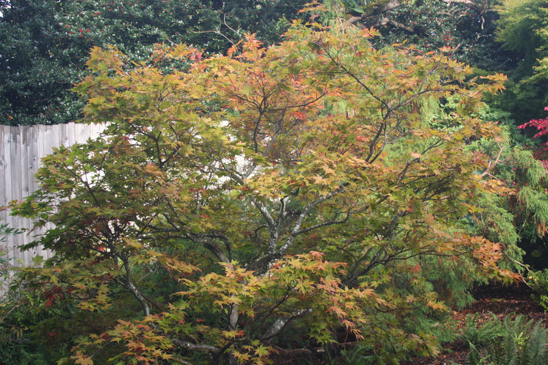 Acer palmatum 'Baby Ghost' Japanese Maple