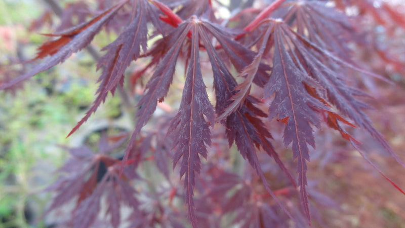 Acer palmatum 'Black Lace' Japanese Maple