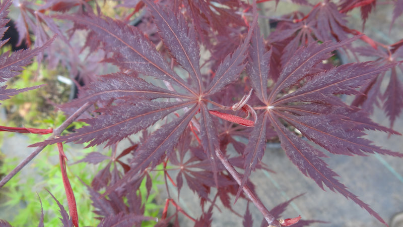 Acer palmatum 'Black Lace' Japanese Maple
