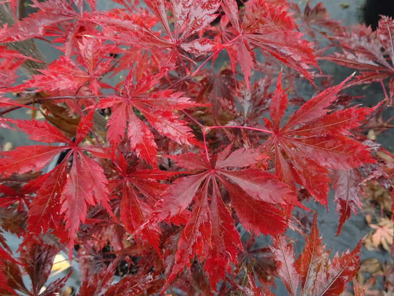 Acer palmatum 'Black Lace' Japanese Maple