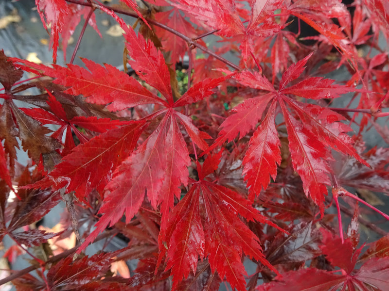 Acer palmatum 'Black Lace' Japanese Maple