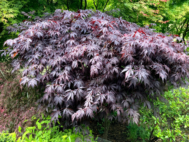 Acer palmatum 'Black Lace' Japanese Maple