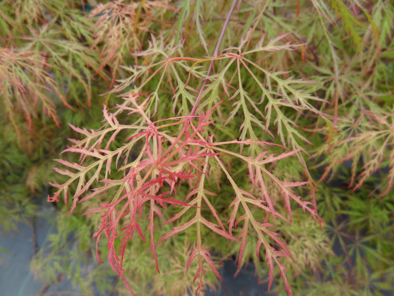 Acer palmatum 'Chantilly Lace' Japanese Maple