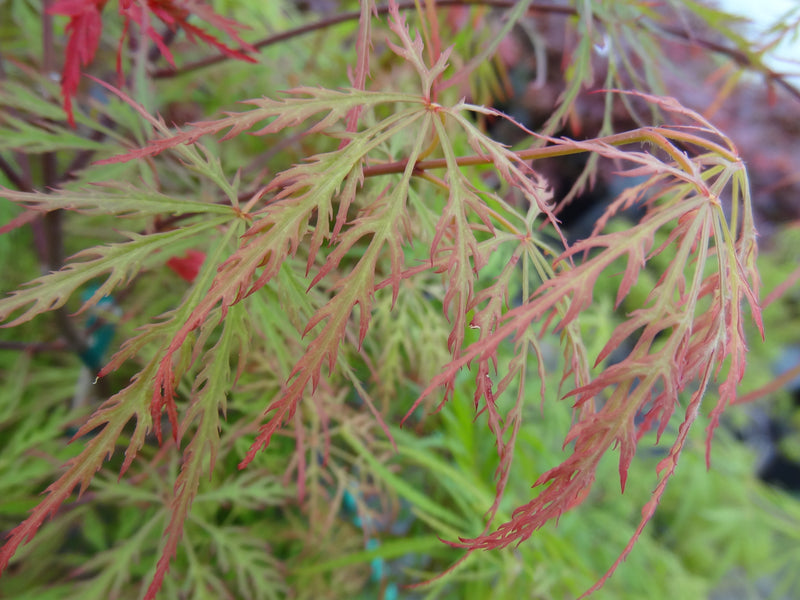 Acer palmatum 'Chantilly Lace' Japanese Maple