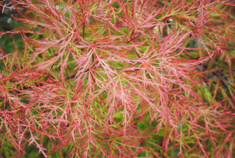 Acer palmatum 'Chantilly Lace' Japanese Maple
