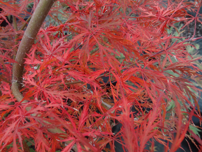 Acer palmatum 'Chantilly Lace' Japanese Maple
