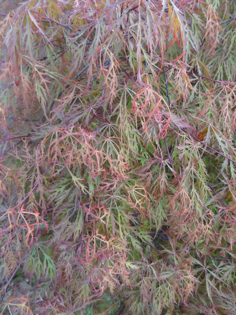 Acer palmatum 'Chantilly Lace' Japanese Maple