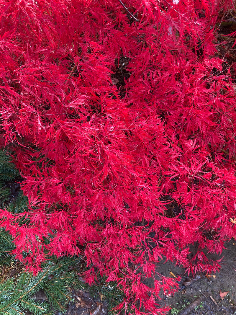 Acer palmatum 'Chantilly Lace' Japanese Maple