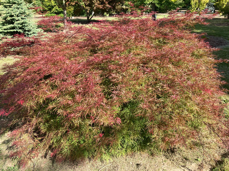 Acer palmatum 'Chantilly Lace' Japanese Maple