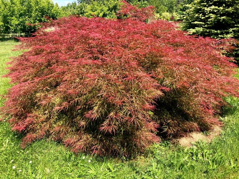 Acer palmatum 'Chantilly Lace' Japanese Maple