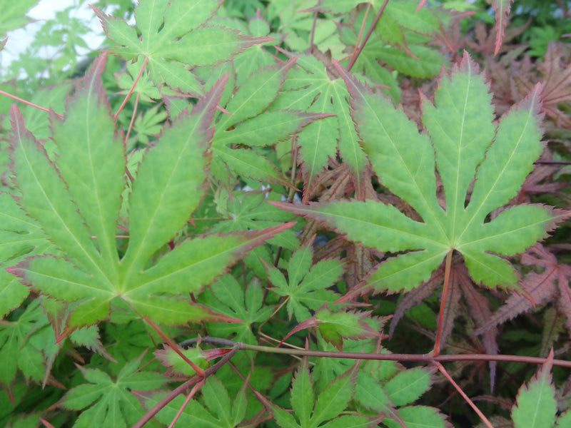 Acer palmatum 'Diva' Japanese Maple