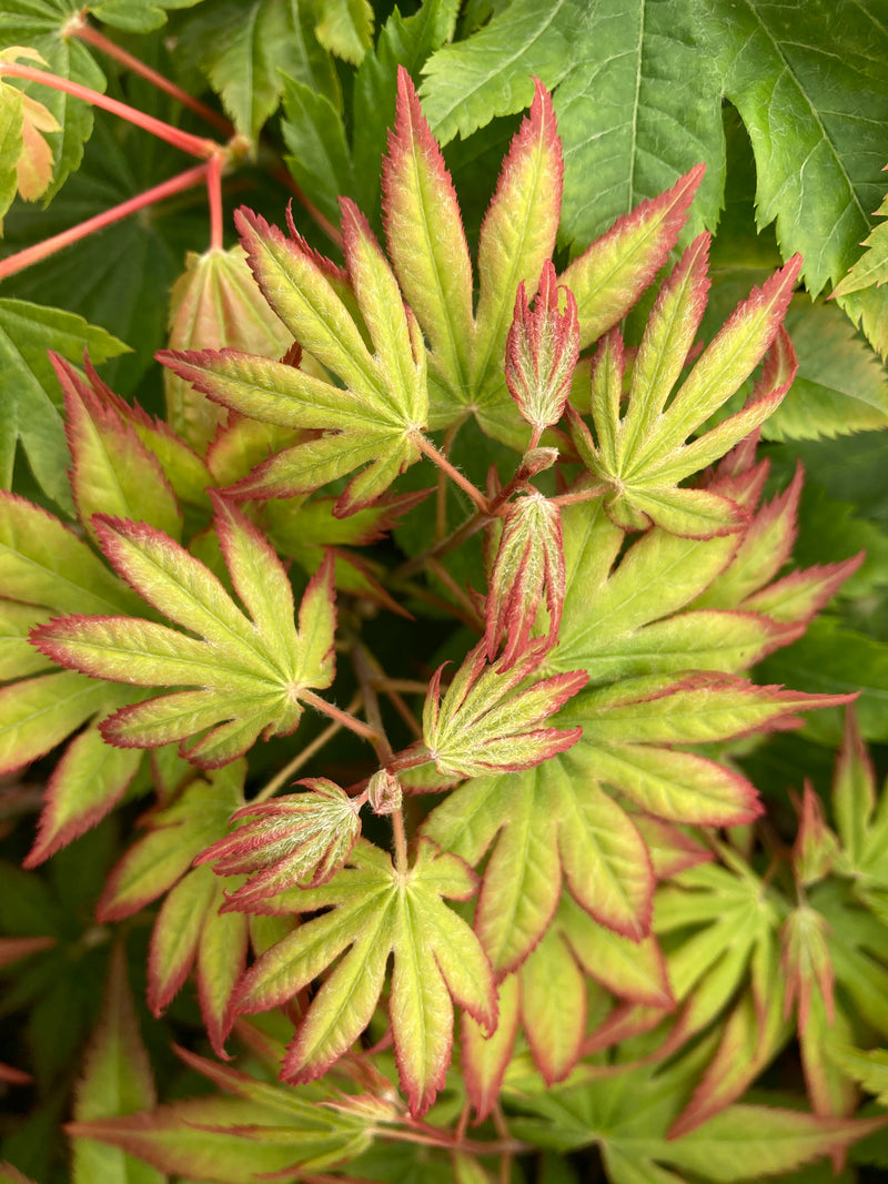 Acer palmatum 'Diva' Japanese Maple