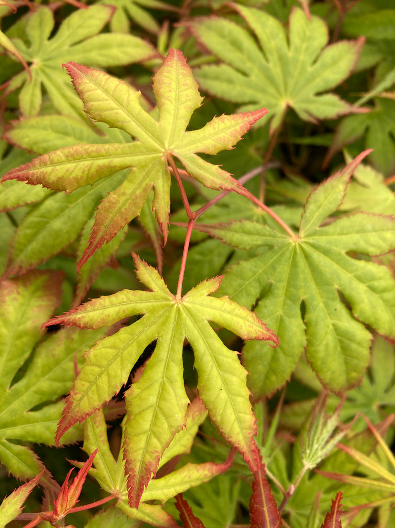 Acer palmatum 'Diva' Japanese Maple