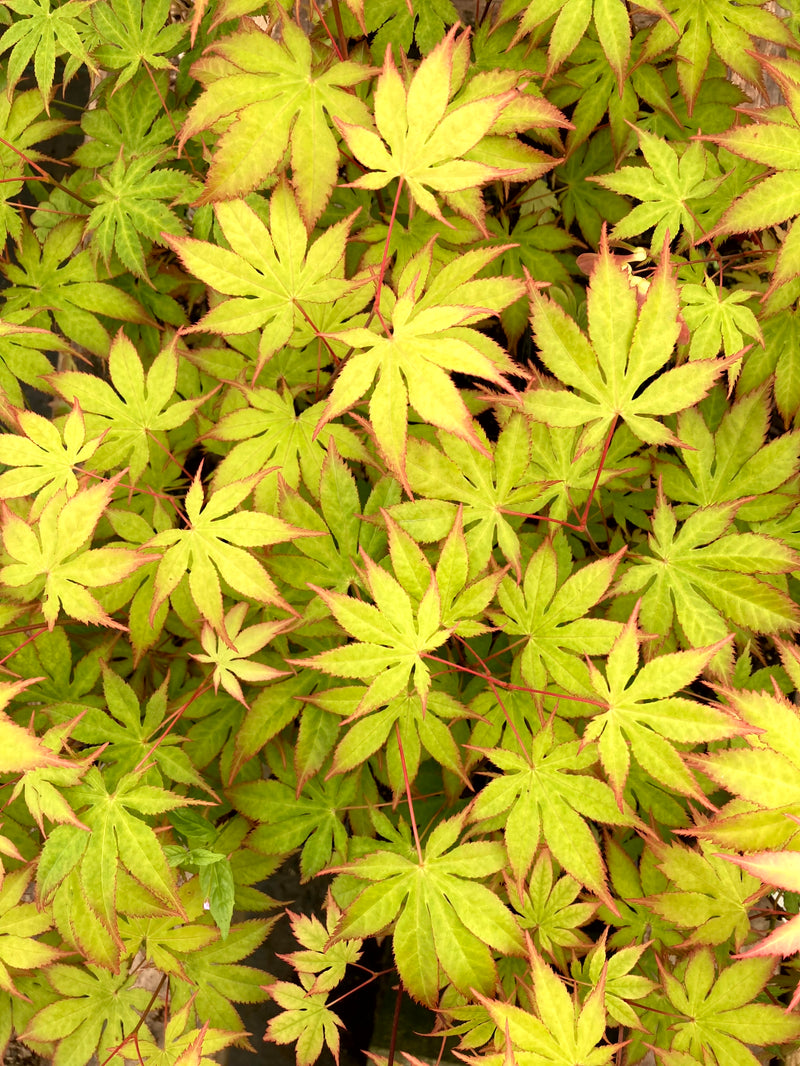 Acer palmatum 'Diva' Japanese Maple
