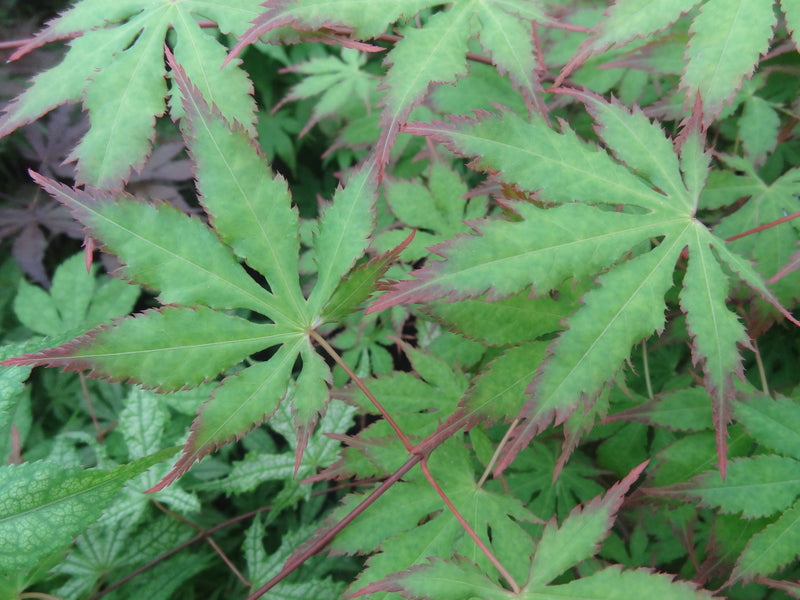 Acer palmatum 'Diva' Japanese Maple