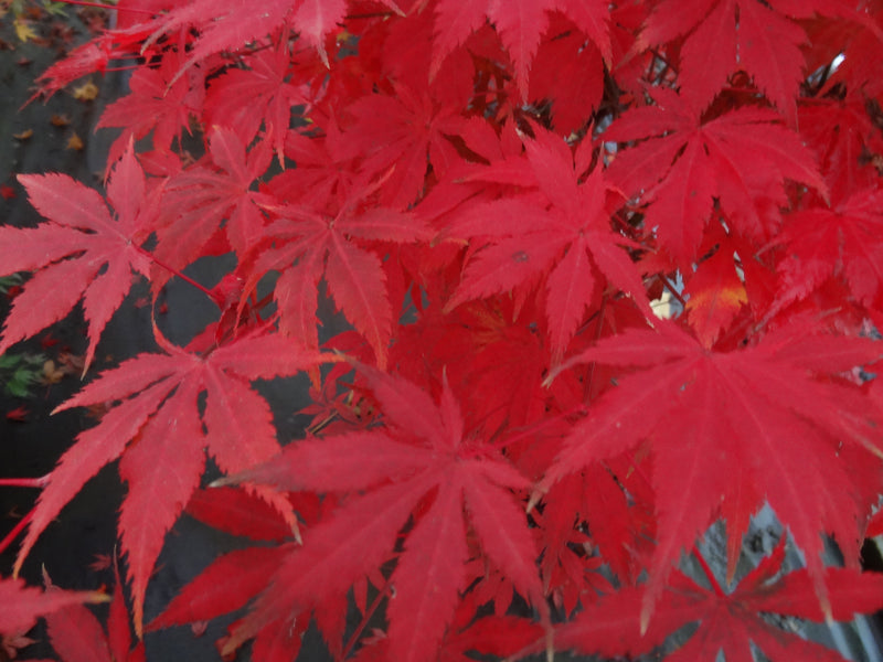 Acer palmatum 'Diva' Japanese Maple